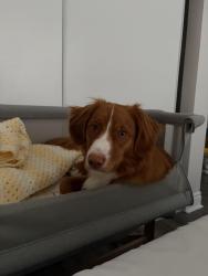 Lost Male Dog last seen Swanhurst boulevard, Mississauga, ON L5N