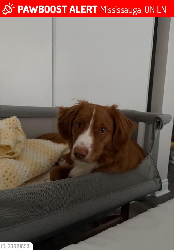 Lost Male Dog last seen Swanhurst boulevard, Mississauga, ON L5N