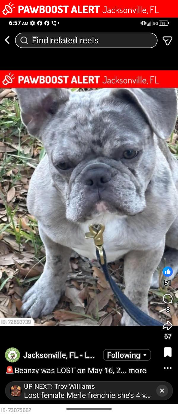 Lost Male Dog last seen Lowes parking lot on atlantic, Jacksonville, FL 32225