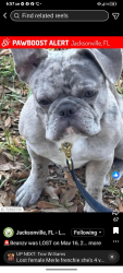 Lost Male Dog last seen Lowes parking lot on atlantic, Jacksonville, FL 32225