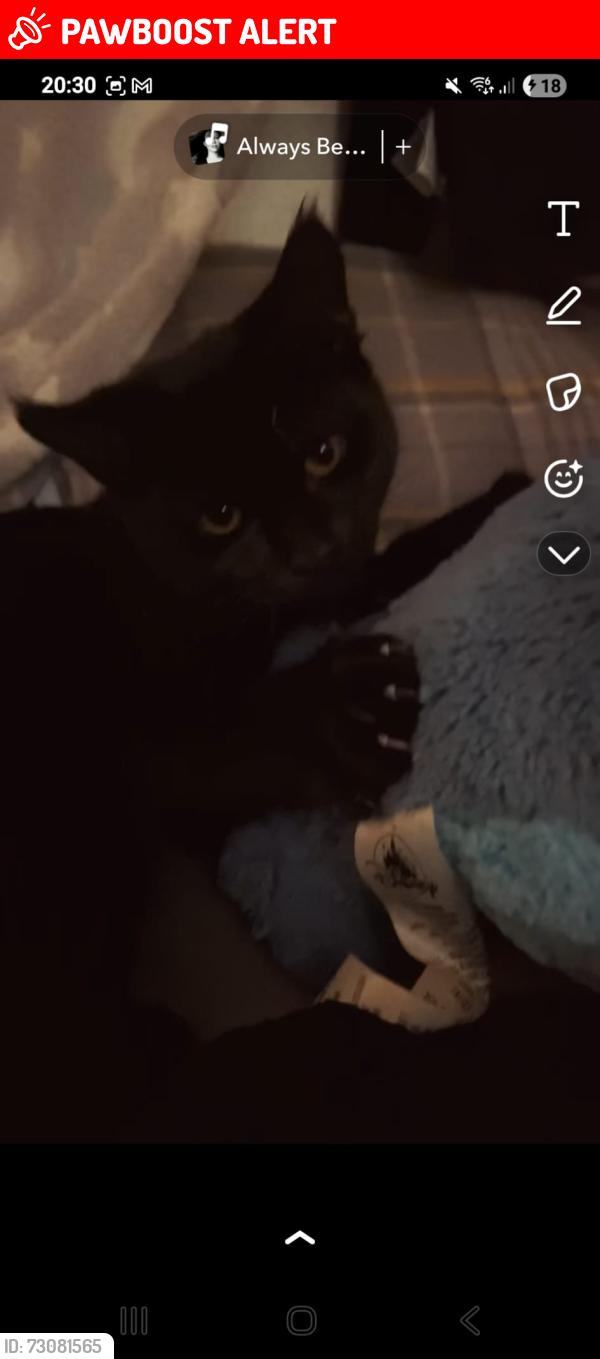 Lost Male Cat last seen Ravencroft school , Greater London, England 