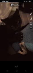 Lost Male Cat last seen Ravencroft school , Greater London, England 