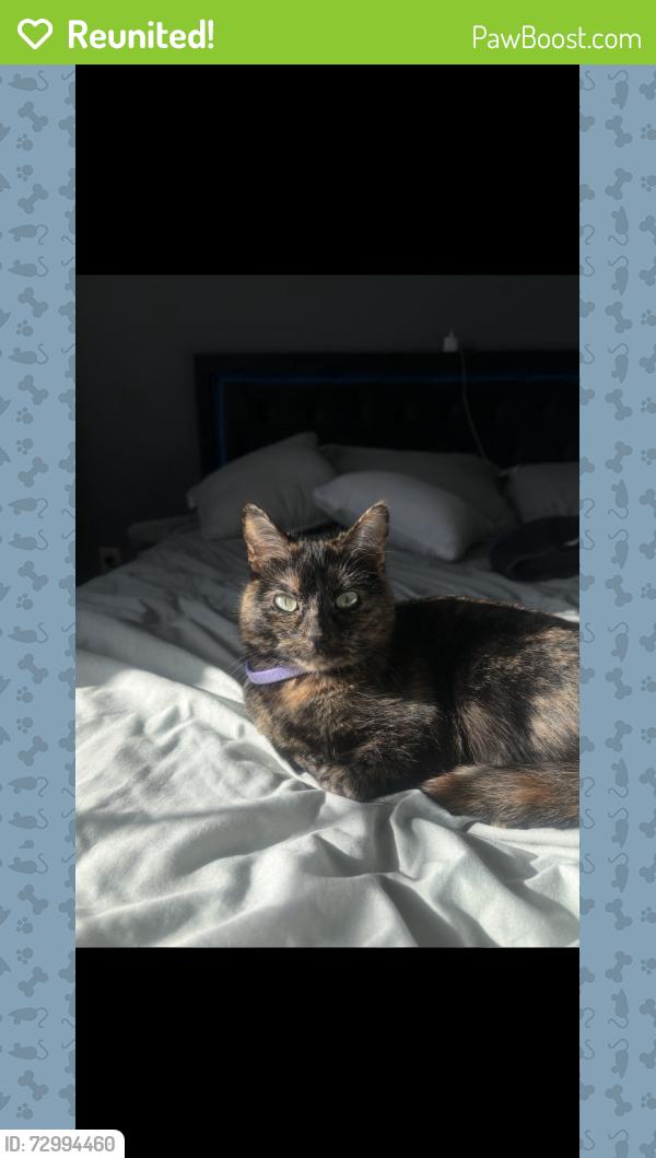 Reunited Female Cat last seen Forty Niner trail , Lathrop, CA 95330