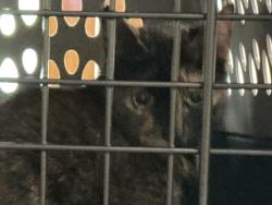 Shelter Stray Female Cat last seen Forest Glen Road, VIRGINIA BEACH, VA, 23452, 341 S Birdneck Rd, Virginia Beach, VA 23451, USA
