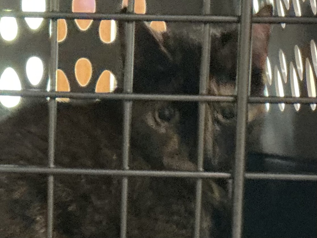 Shelter Stray Female Cat last seen Forest Glen Road, VIRGINIA BEACH, VA, 23452, 341 S Birdneck Rd, Virginia Beach, VA 23451, USA