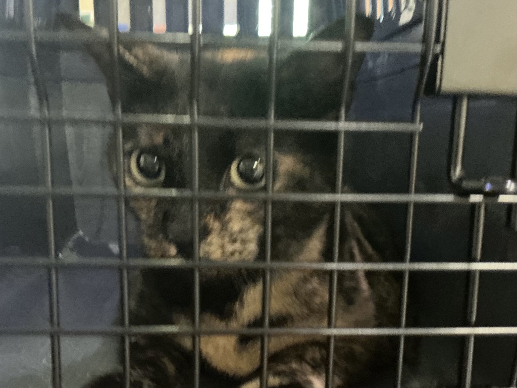Shelter Stray Female Cat last seen Forest Glen Road, VIRGINIA BEACH, VA, 23452, 341 S Birdneck Rd, Virginia Beach, VA 23451, USA