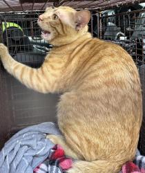 Shelter Stray Unknown Cat last seen TX, 7201 Levander Loop bldg a, Austin, TX 78702, USA
