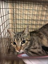 Shelter Stray Unknown Cat last seen Near Janet Loop, DRIPPING SPRINGS, TX, 78620, 7201 Levander Loop bldg a, Austin, TX 78702, USA