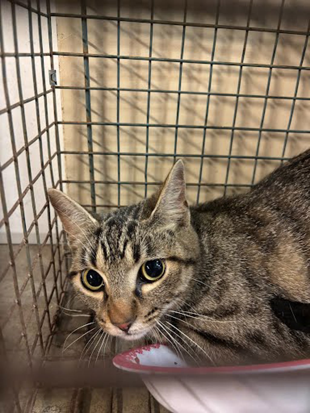 Shelter Stray Unknown Cat last seen Near Janet Loop, DRIPPING SPRINGS, TX, 78620, 7201 Levander Loop bldg a, Austin, TX 78702, USA