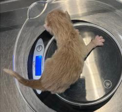 Shelter Stray Male Cat last seen Near Peter Pan Avenue, San Diego, CA, 92114, 5500 Gaines St, San Diego, CA 92110, USA