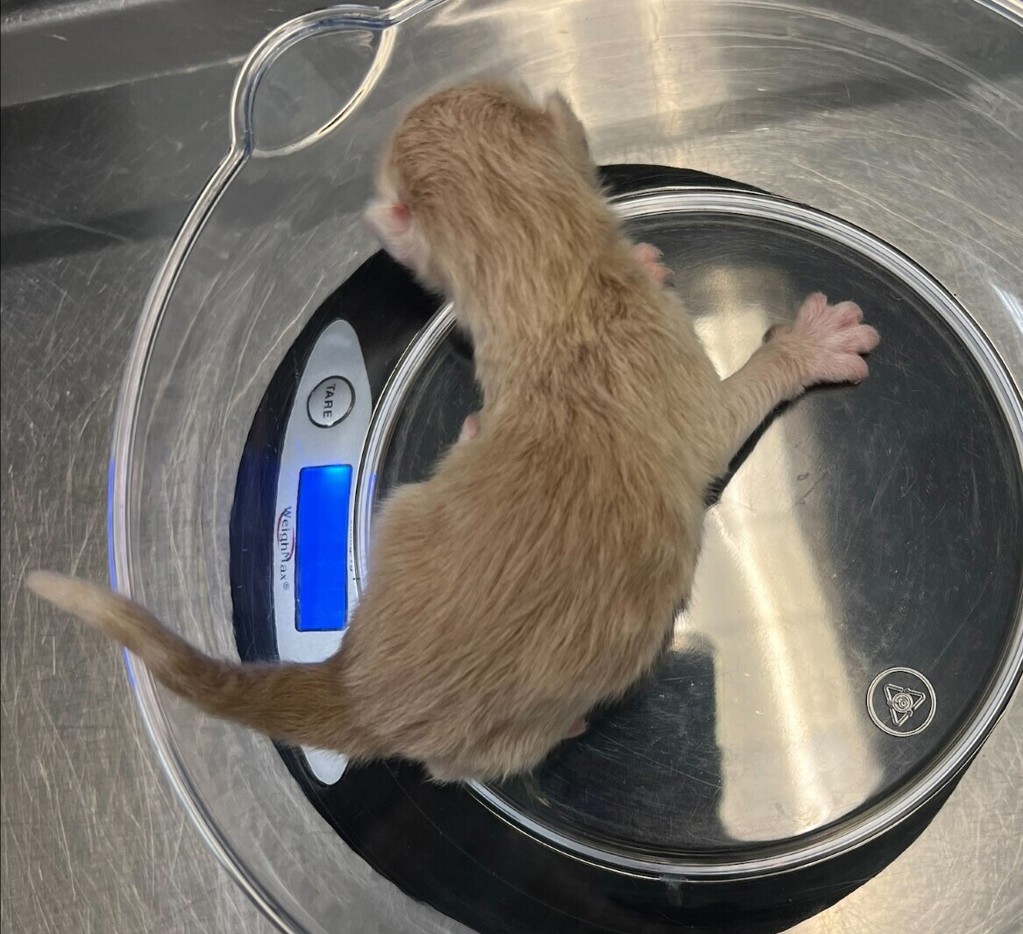 Shelter Stray Male Cat last seen Near Peter Pan Avenue, San Diego, CA, 92114, 5500 Gaines St, San Diego, CA 92110, USA