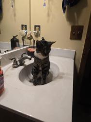 Lost Male Cat last seen 107th Robinson dr, Coon Rapids, MN 55433