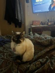 Lost Female Cat last seen Riverbend rd nw, Salem, OR 97304