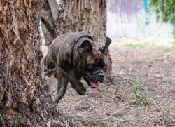 Shelter Stray Male Dog last seen Near Shari Way, El Cajon, CA, 92019, Escondido, CA 92027, USA