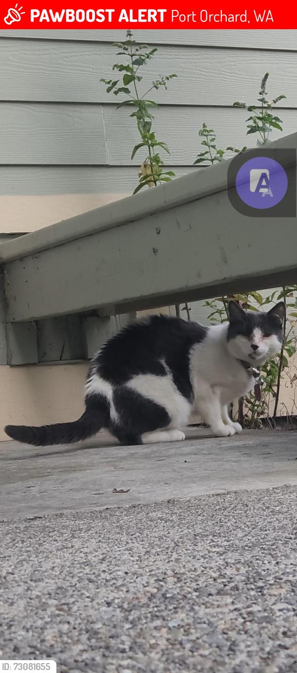 Lost Male Cat last seen Pottery and lippert dr w in apt ceder heights, Port Orchard, WA 98366