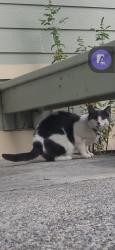 Lost Male Cat last seen Pottery and lippert dr w in apt ceder heights, Port Orchard, WA 98366