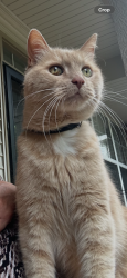 Reunited Male Cat last seen Middlebelt and Pennsylvania, Romulus, MI 48174