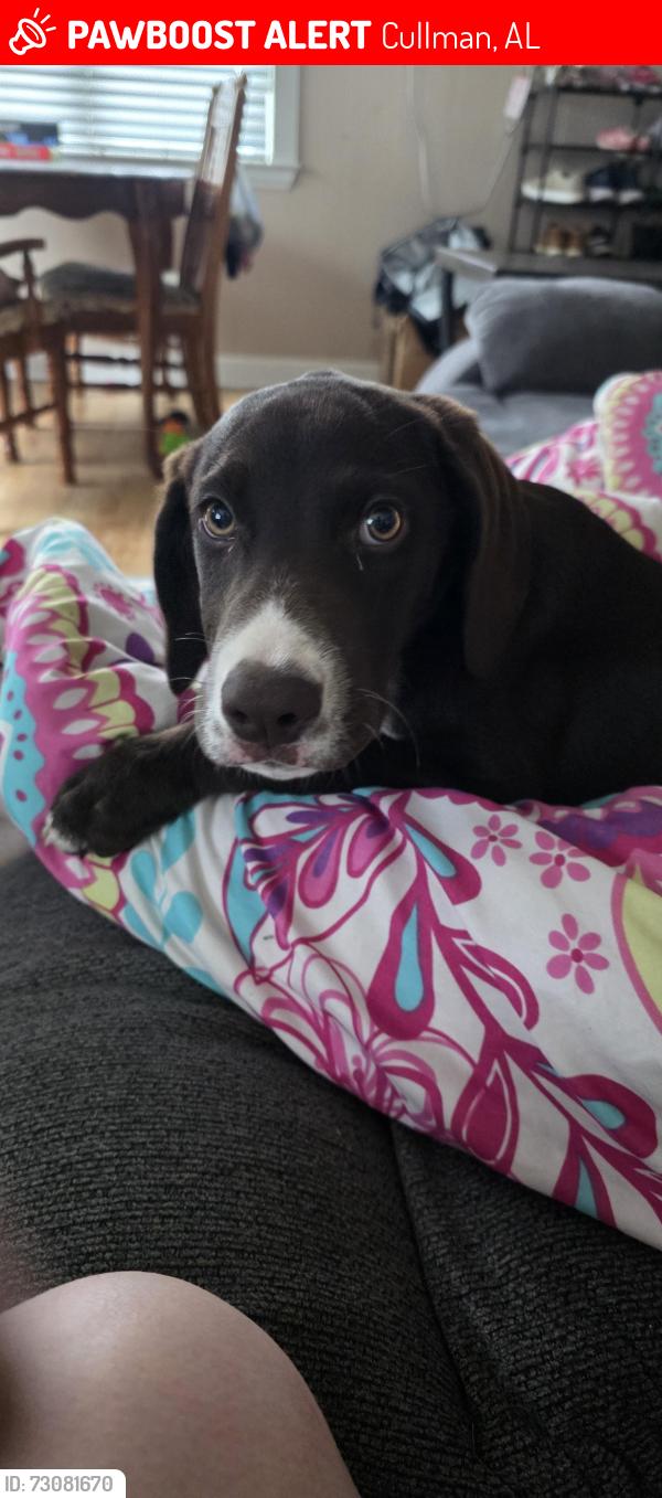 Lost Female Dog last seen Martin door and millwork, Cullman, AL 35055