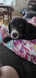 Lost Female Dog last seen Martin door and millwork, Cullman, AL 35055