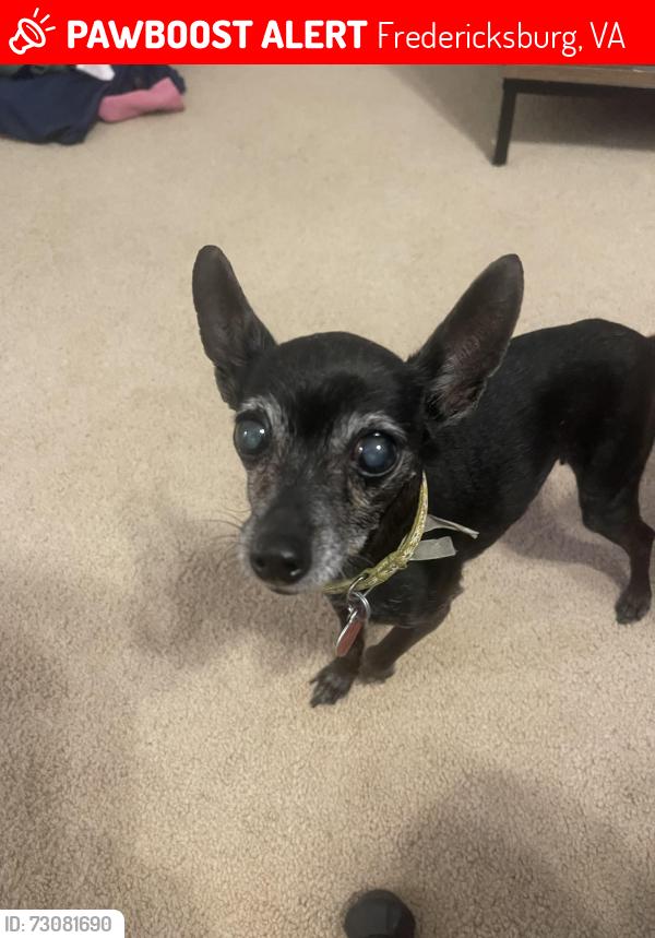 Lost Female Dog last seen Fall hill, Fredericksburg, VA 22401