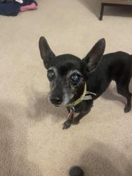 Lost Female Dog last seen Fall hill, Fredericksburg, VA 22401