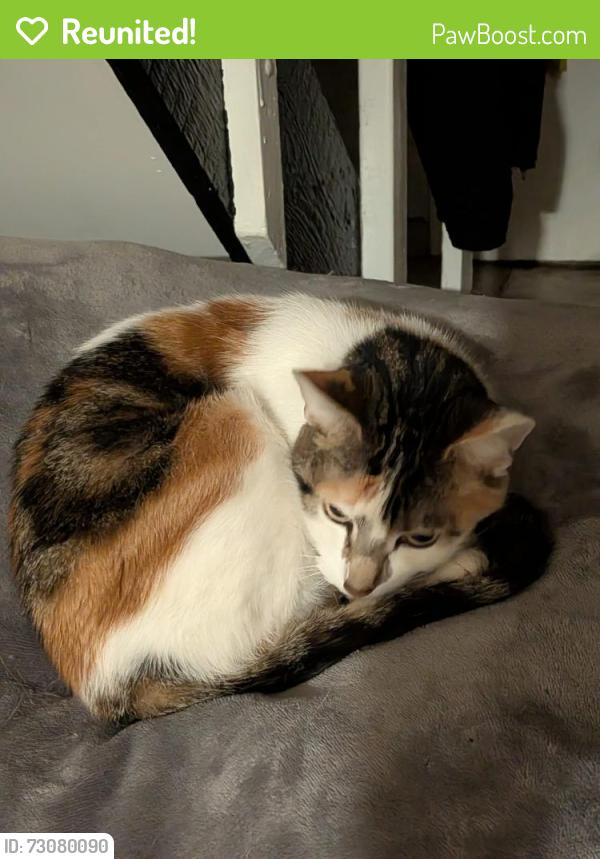 Reunited Female Cat last seen 76th street , Queens, NY 11421