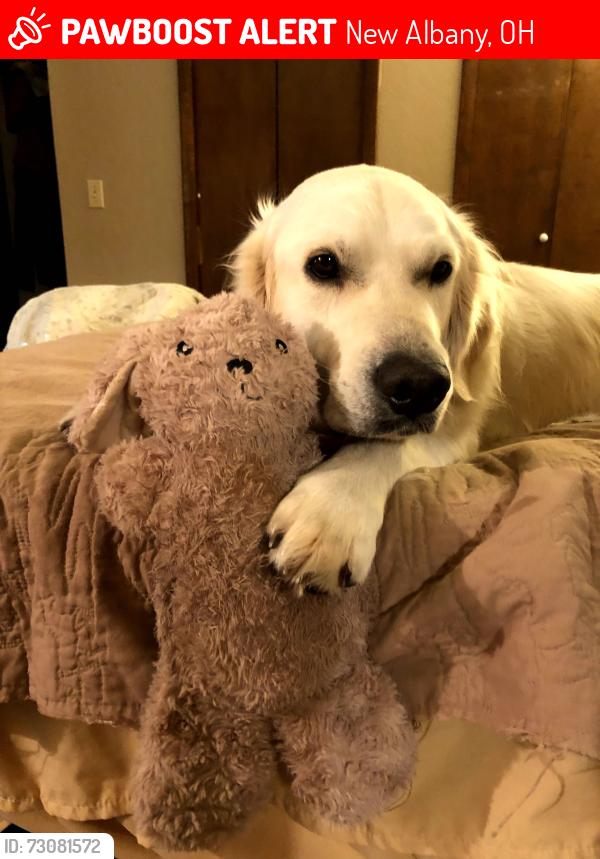 Lost Male Dog last seen Green Cook and Fancher, Delaware Co side, New Albany, OH 43021