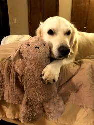 Lost Male Dog last seen Green Cook and Fancher, Delaware Co side, New Albany, OH 43021