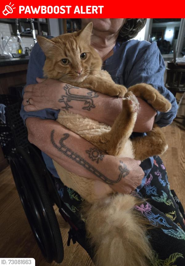 Lost Male Cat last seen 178th street lake forest park, Lake Forest Park, WA 98155