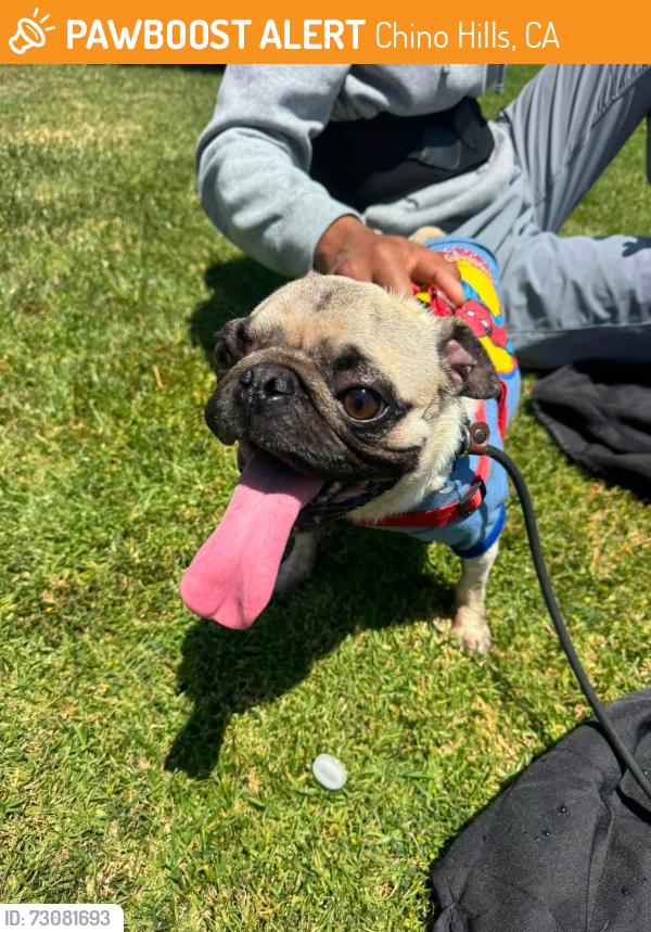 Found/Stray Male Dog last seen Fairfield Ranch off Amethyst CHINO HILLS CA, Chino Hills, CA 91709