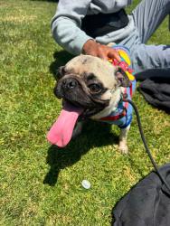 Found/Stray Male Dog last seen Fairfield Ranch off Amethyst CHINO HILLS CA, Chino Hills, CA 91709