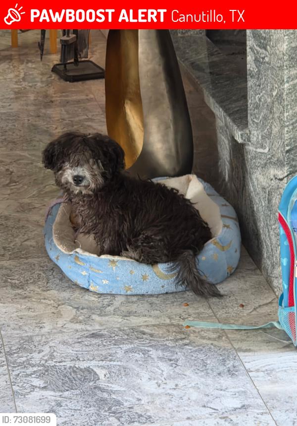 Lost Female Dog last seen Near Talbot Ave Canutillo tx, Canutillo, TX 79835