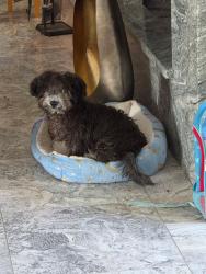 Lost Female Dog last seen Near Talbot Ave Canutillo tx, Canutillo, TX 79835