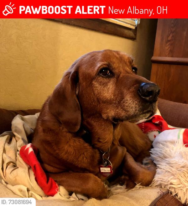 Lost Male Dog last seen Green Cook and Fancher, New Albany, OH 43021