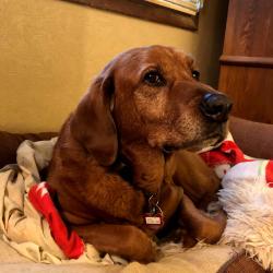 Lost Male Dog last seen Green Cook and Fancher, New Albany, OH 43021