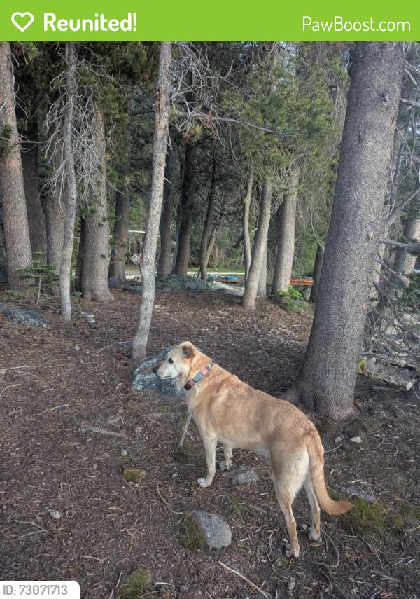 Reunited Female Dog last seen Utica Reservoir, Markleeville, CA 96120