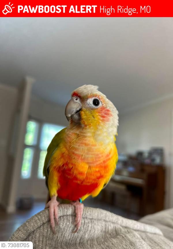Lost Female Bird last seen Little Brennen, Highway 30, High Ridge, MO 63049