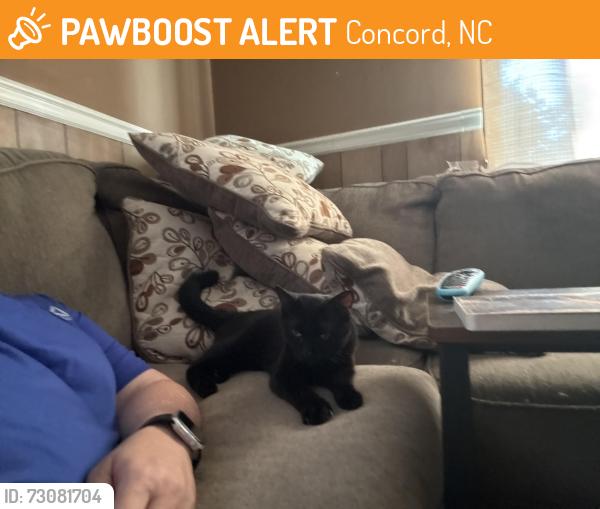 Found/Stray Male Cat last seen Myrtle and Spring Street, Concord, NC 28025