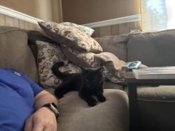 Found/Stray Male Cat last seen Myrtle and Spring Street, Concord, NC 28025