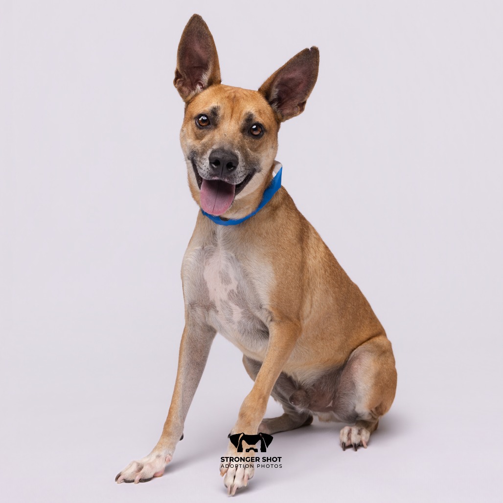 Shelter Stray Male Dog last seen , 3607 N Armenia Ave, Tampa, FL 33607, USA
