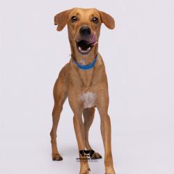 Shelter Stray Male Dog last seen , 3607 N Armenia Ave, Tampa, FL 33607, USA