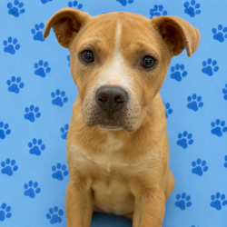 Shelter Stray Male Dog last seen , 2350 Appling City Cove, Memphis, TN 38133, USA
