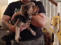 Reunited Female Dog last seen 20-21st mifflin st, Philadelphia, PA 19145
