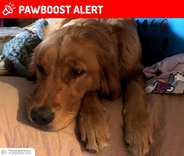 Lost Female Dog last seen Green Cook and Fancher, Harlem Township, OH 43082