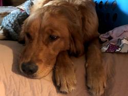 Lost Female Dog last seen Green Cook and Fancher, Harlem Township, OH 43082