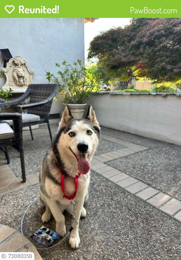 Reunited Female Dog last seen Hounds estates, San Jose, 95135, San Jose, CA 95135