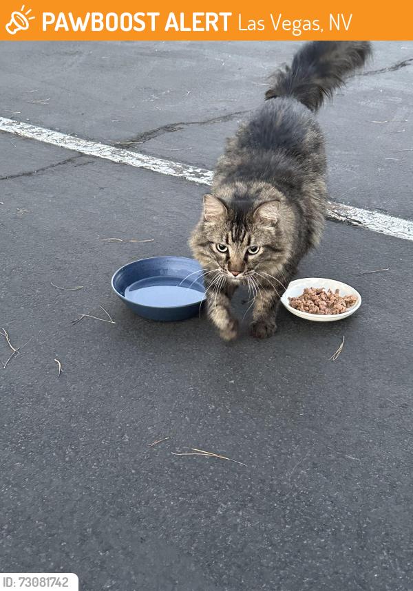 Found/Stray Unknown Cat last seen Mariner at South Shores apmts, Las Vegas, NV 89128