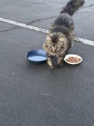 Found/Stray Unknown Cat last seen Mariner at South Shores apmts, Las Vegas, NV 89128