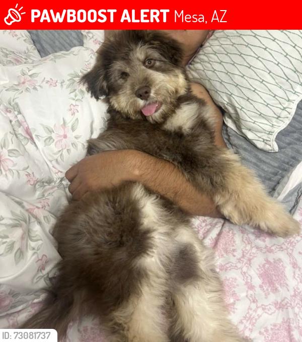 Lost Male Dog last seen Near w mail, Mesa, AZ 85201