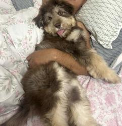 Lost Male Dog last seen Near w mail, Mesa, AZ 85201